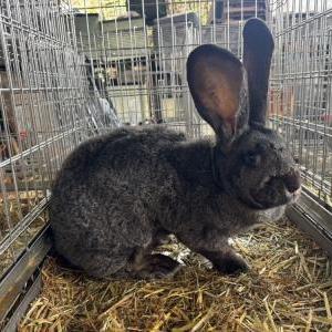 フレミッシュジャイアント（スチールグレー）