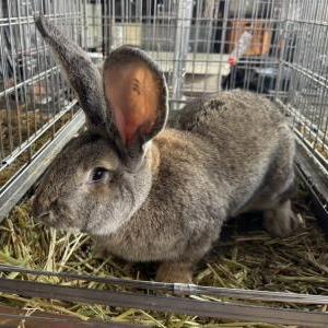 フレミッシュジャイアント(チェスナット)