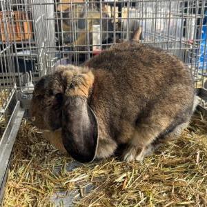 フレンチロップイヤーラビット