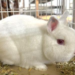 ポーリッシュ（アルビノ）