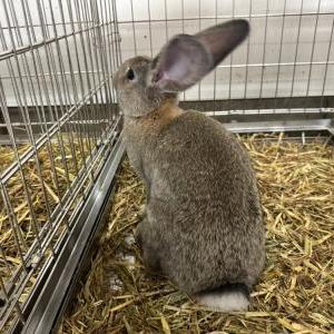 2026-03-26入荷 コンチネンタルジャイアントラビット(チェスナット) 3枚目