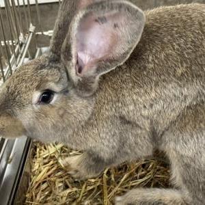 2026-03-26入荷 コンチネンタルジャイアントラビット(チェスナット) 2枚目