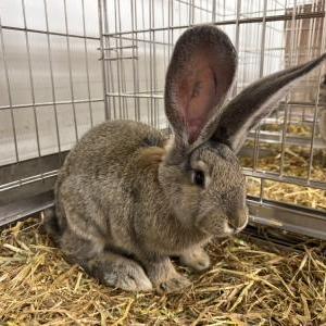 コンチネンタルジャイアントラビット(チェスナット)