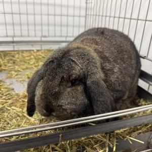 ジャーマンロップイヤー