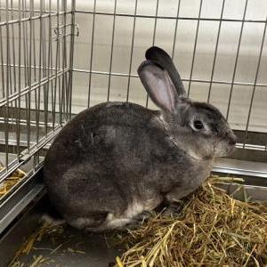 スタンダードレッキス