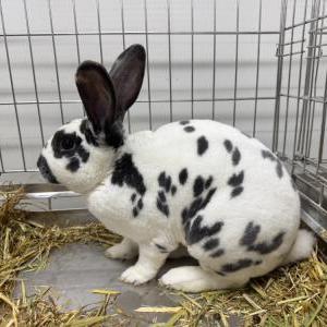 スタンダードレッキス