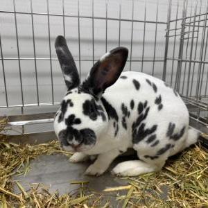 2026-03-26入荷 スタンダードレッキス 3枚目