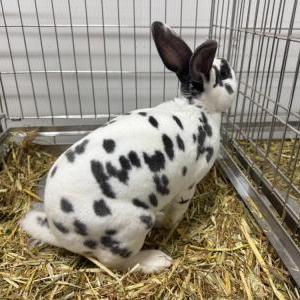 2026-03-26入荷 スタンダードレッキス 2枚目