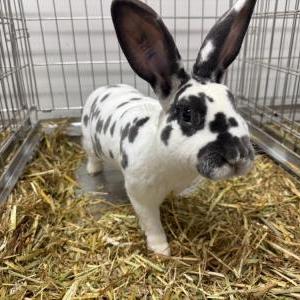 2026-03-26入荷 スタンダードレッキス 4枚目