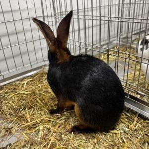 2026-03-26入荷 タン 3枚目