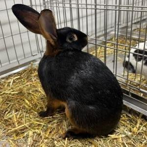 2026-03-26入荷 タン 2枚目