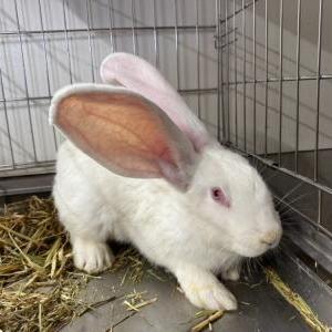 コンチネンタルジャイアント（アルビノ）