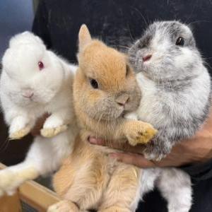 2026-03-28入荷 ポーリッシュ(マグパイブラック) 4枚目