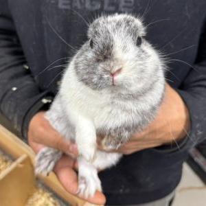 ポーリッシュ(マグパイブラック)