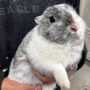 2026-03-28入荷 ポーリッシュ(マグパイブラック) 2枚目