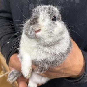 2026-03-28入荷 ポーリッシュ(マグパイブラック) 3枚目