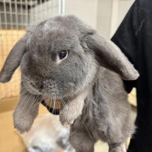 2026-03-26入荷 ホーランドロップイヤー 2枚目