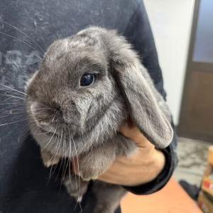 2026-03-26入荷 ホーランドロップイヤー 3枚目