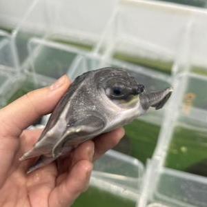 2026-03-29入荷 スッポンモドキ 2枚目