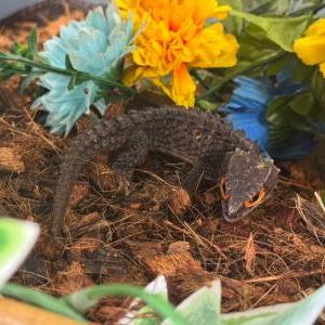 2026-03-29入荷 アカメカブトトカゲ 3枚目