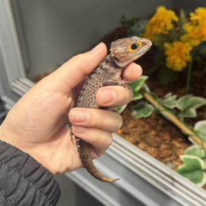 アカメカブトトカゲ