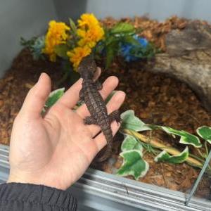 2026-03-29入荷 アカメカブトトカゲ 2枚目