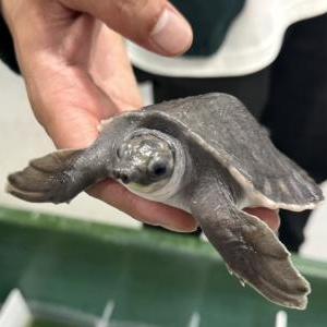 スッポンモドキ