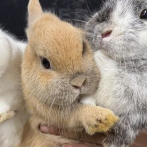 ポーリッシュ(フォーン)