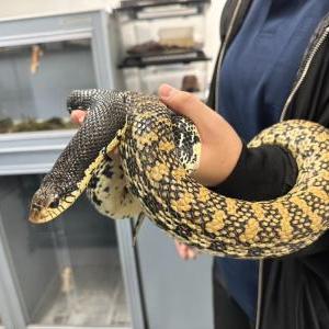 オオブタハナスべヘビ