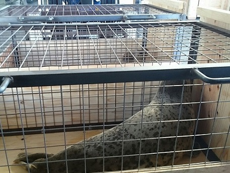 Export of Spotted seal to South Korea.1