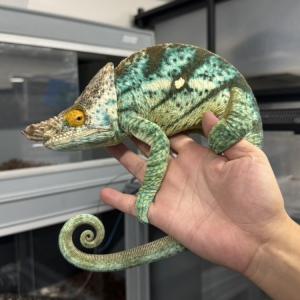 マダガスカルよりカメレオン等の爬虫類が到着しました。