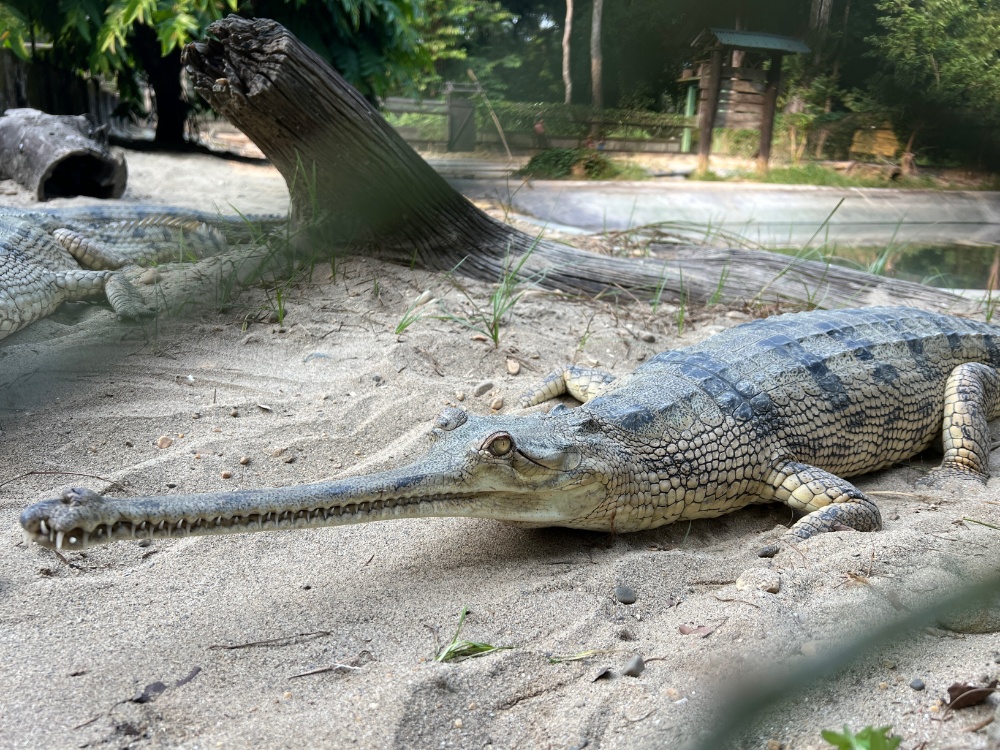 ネパール研修旅行