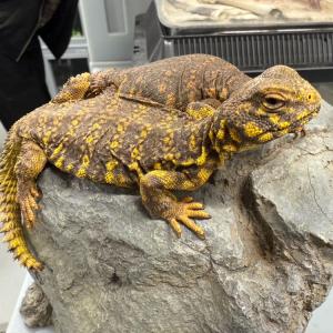 トーゴより爬虫類が到着しました