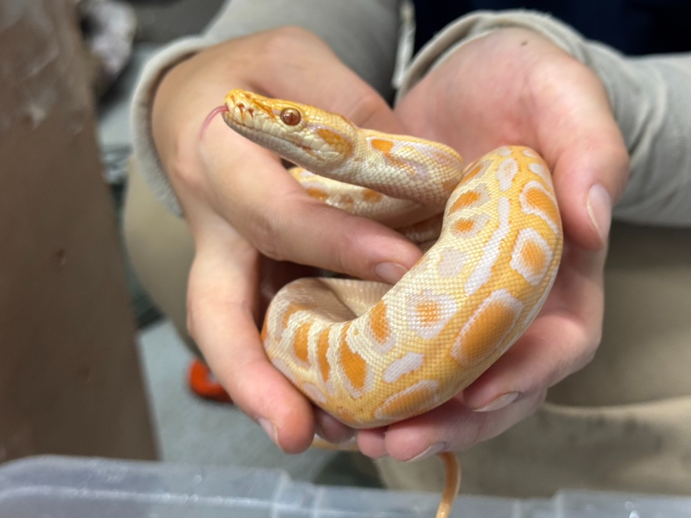 アルビノビルマ