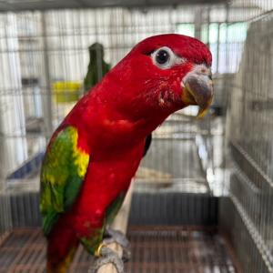 マレーシアよりショウジョウインコなどが到着しました。