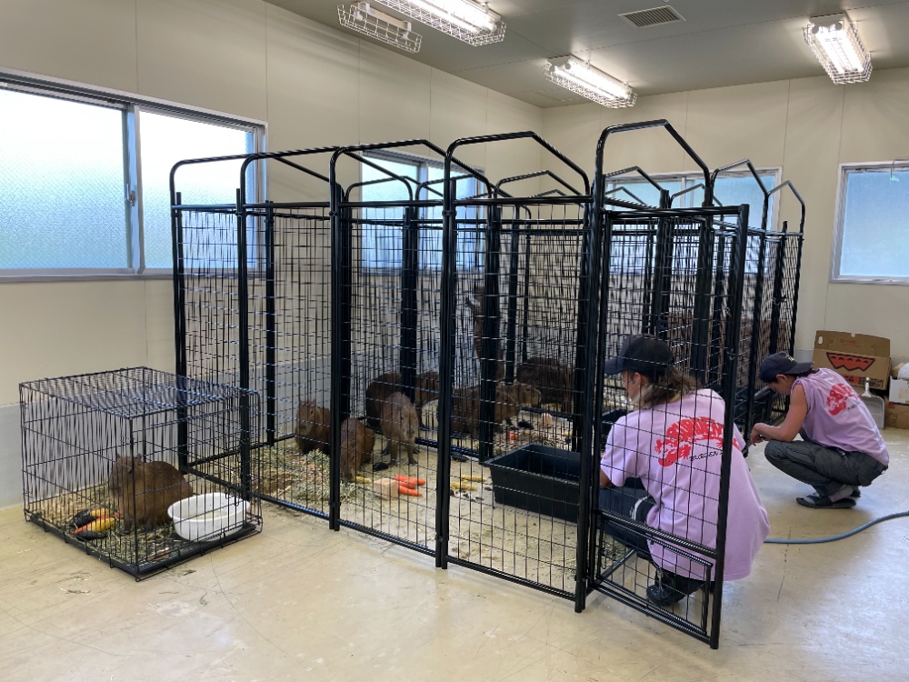 Capybara export quarantine BURDEN LTD