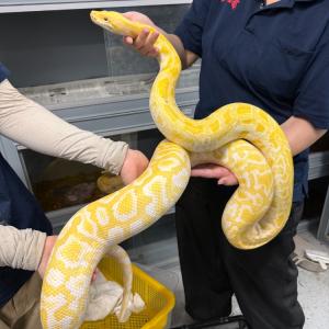 台湾よりCBのビルマニシキヘビが到着です