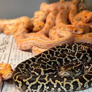 台湾よりビルマニシキヘビが多数到着しました。