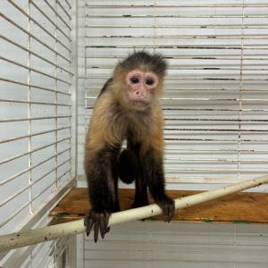 シロガオオマキザルのペアが到着いたしました。