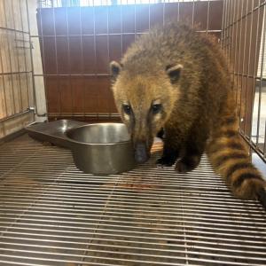 アカハナグマのペアが到着いたしました。