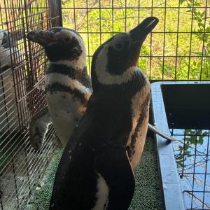ペンギンが到着いたしました