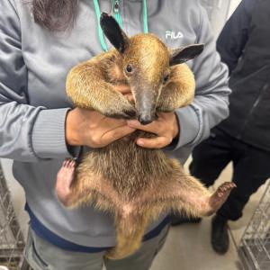 ガイアナより哺乳類が到着いたしました