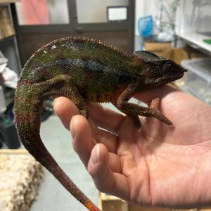 マダガスカルから爬虫類の到着です。