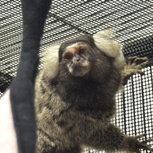 コモンマーモセットなどが入荷いたしました。