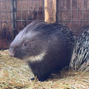 インドタテガミヤマアラシ、パルマワラビーが入荷いたしました。