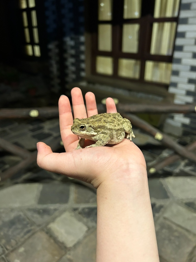 海外研修ネパール