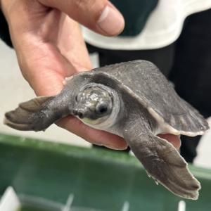 インドネシアからスッポンモドキとアカメカブトトカゲが到着いたしました。