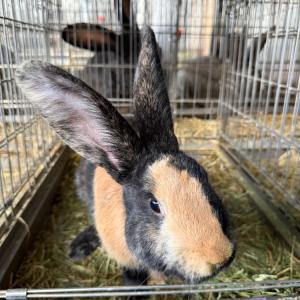 またまた日本初の種類を含むウサギたちの到着です