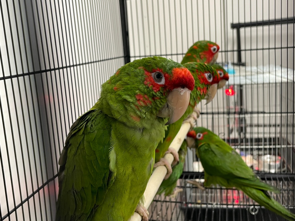 ベニガオメキシコインコ