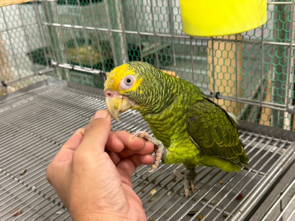 ワキアカボウシインコ